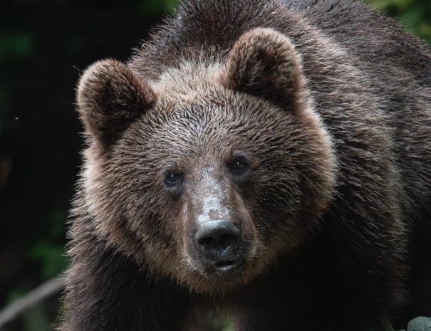 ZNVMDL~1