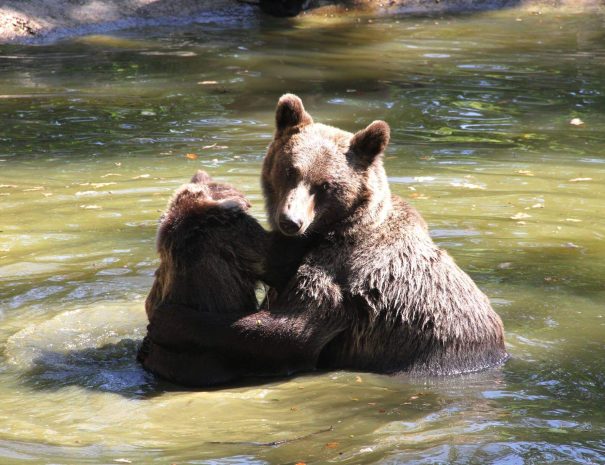 brasov-and-zarnesti-bear-sanctuary-tour_IcTqlfBDoF
