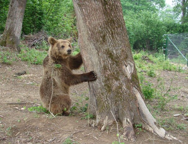 brasov-and-zarnesti-bear-sanctuary-tour_YOWobmiSfW